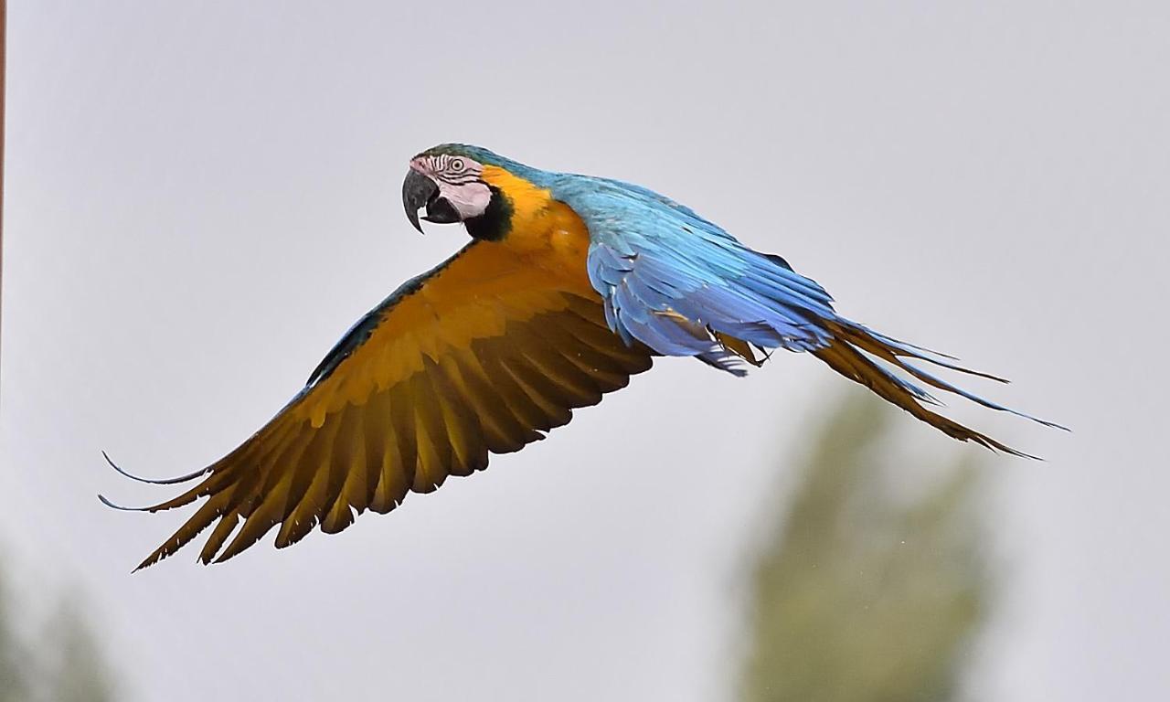 Parrot World - Les Lodges Crécy-la-Chapelle Extérieur photo